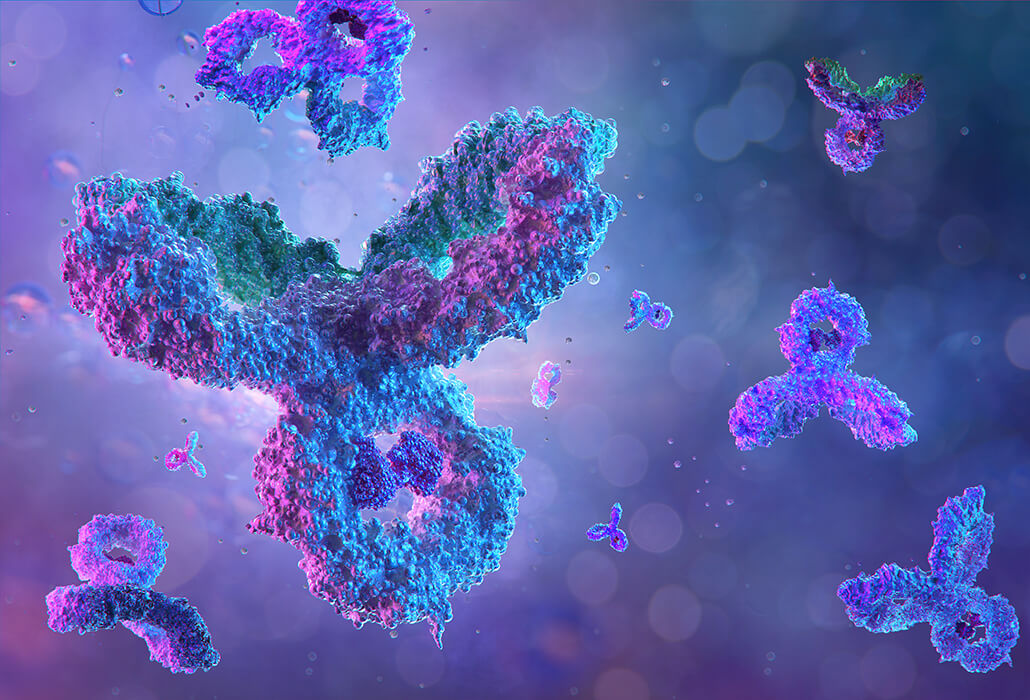 Antibodies Immunoglobulin Ig Proteins